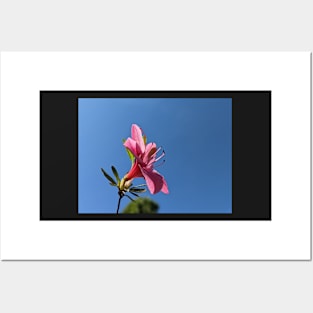 Pink Flower Blue Sky Profile Posters and Art